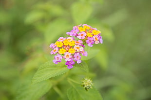 selective focus photography of yellow-and-pink petaled flowers