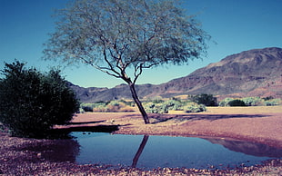 green tree beside of swamp during daytime