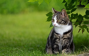 white and gray cat standing on green grass field