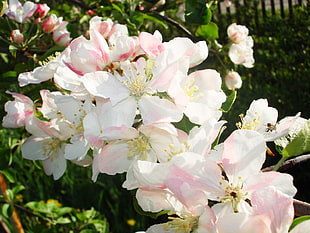 close-up photo of white petaled flowers