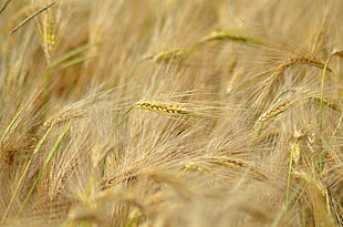 closeup photo of brown grass
