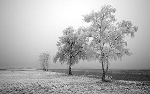 grayscale photo of trees HD wallpaper