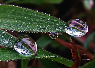 selective focus photography of rain drops on leaves