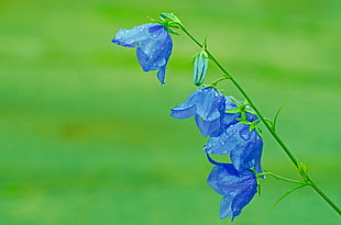 selective focus photography of blue petaled flowers with water dew