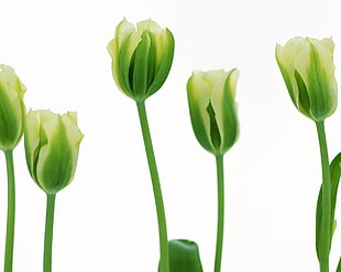 five green-and-white petaled tulips