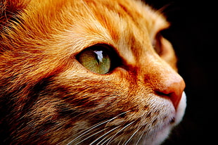 close up photography of orange tabby cat HD wallpaper