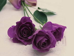 three purple roses on beige surface