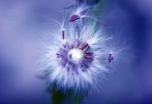 white dandelion in close up photo