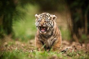 Tiger cub walking on grass