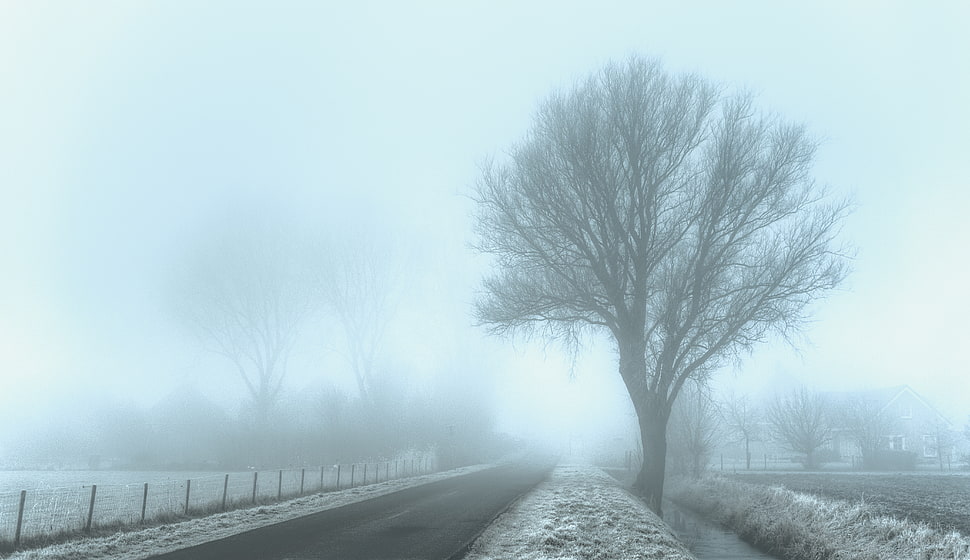 green leafless tree near road HD wallpaper