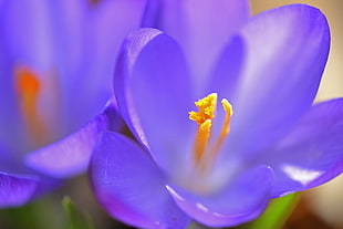 close-up photo purple petaled flowers