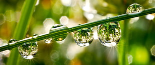 water droplets on leaf, clover