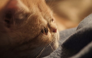 Kitten,  Cat,  Cute,  Face