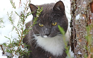 gray and white cat beside tree with ferns