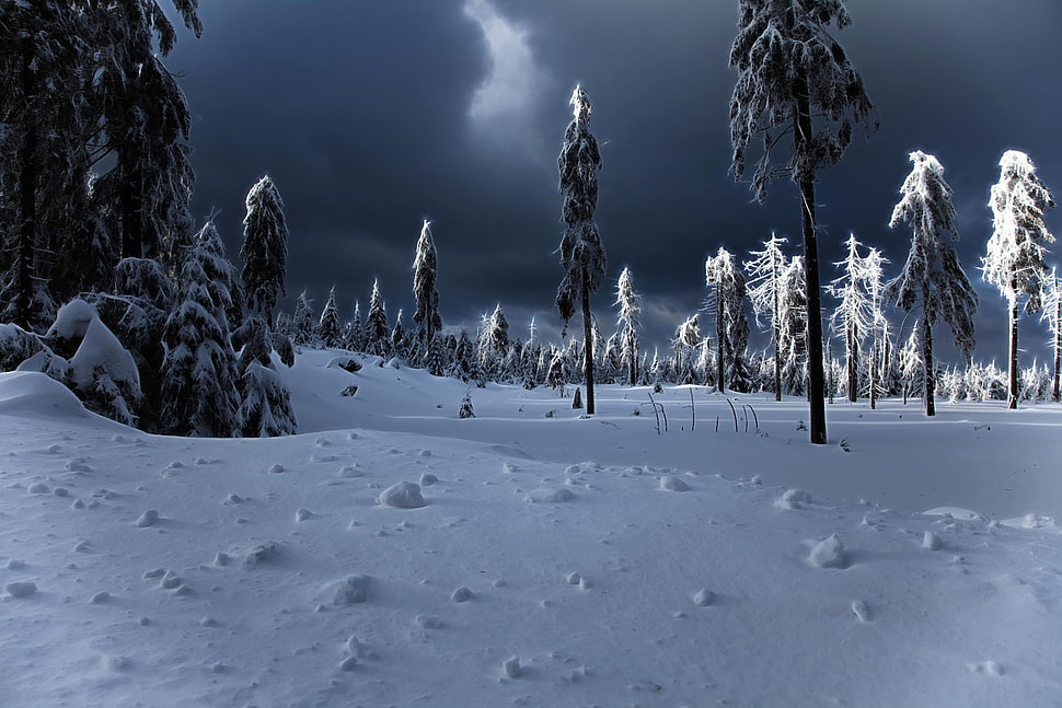 trees covered by snows artwork, night, landscape, winter, forest HD wallpaper