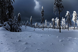 trees covered by snows artwork, night, landscape, winter, forest