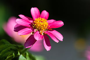 shallow photography of pink and yellow flower