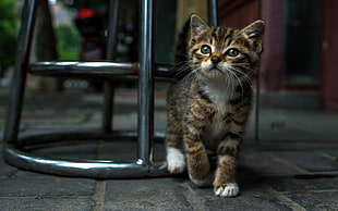 brown tabby kitten on stainless steel chair looking upward
