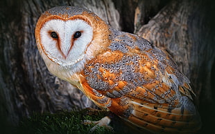 orange and brown Barn Owl