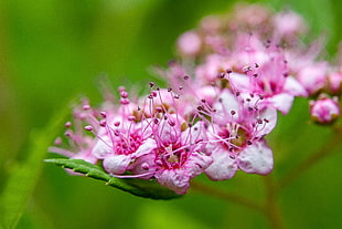 close up photo of pink 5-petaled flowers