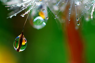 selective focus photography of water drop let HD wallpaper