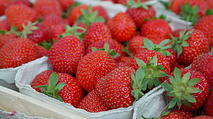 red strawberry fruits