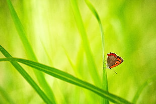 selective photography of orange and black butterfly on green leaf plant