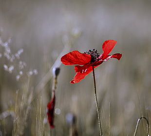 shallow focus photography of red flower HD wallpaper