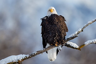 american bald eagle perched on tree branch HD wallpaper