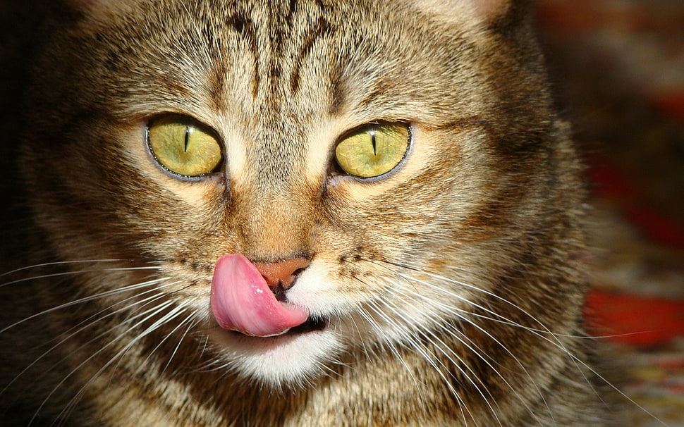 beige tabby cat, cat, animals HD wallpaper