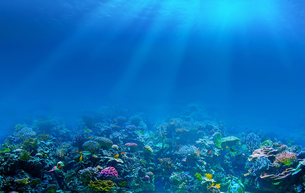 assorted-color sea corals, underwater HD wallpaper