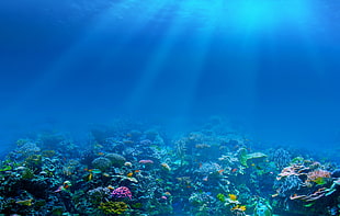 assorted-color sea corals, underwater
