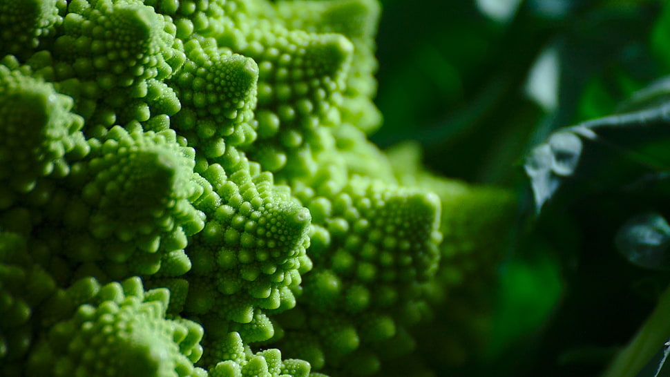 Romanesco broccoli, romanesco, macro, green, fractal HD wallpaper