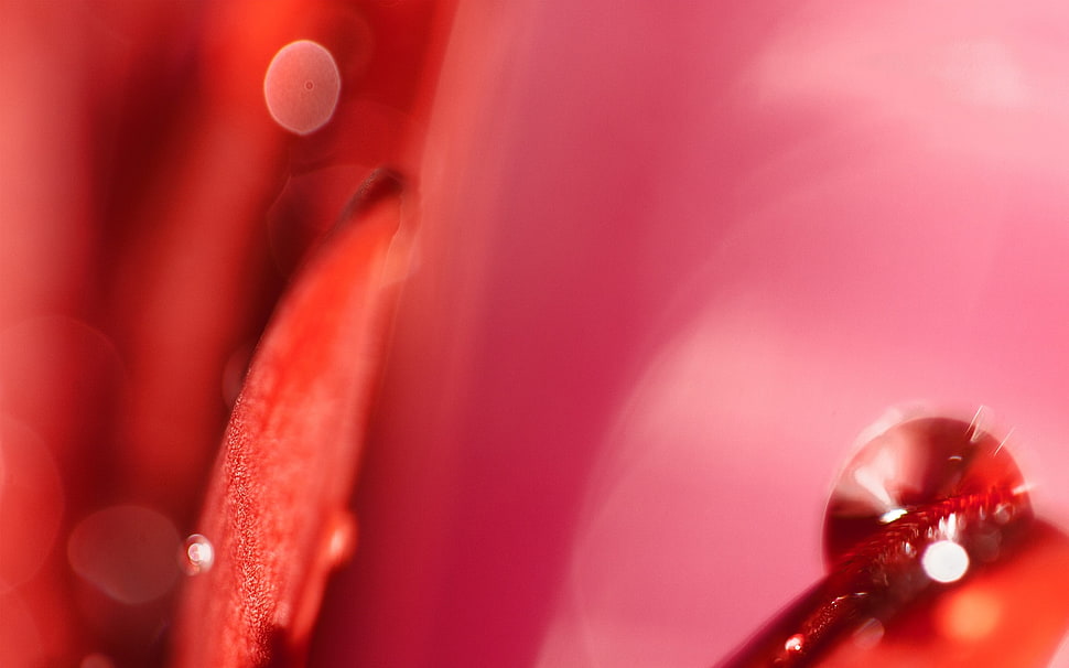 selective focus photography of red effects HD wallpaper