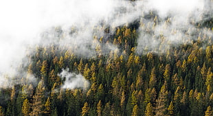 Cloudy Forest HD wallpaper