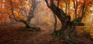 orange leaf tree, forest, magic, fall, trees HD wallpaper