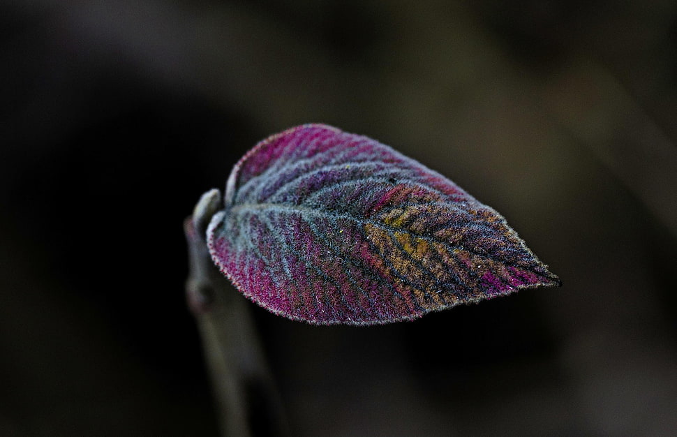 macro, leaves, plants HD wallpaper
