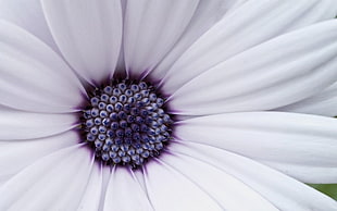 white and purple clustered flower
