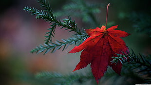 red maple leaf, nature, leaves, plants