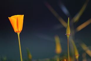 selective photo of orange petaled flower