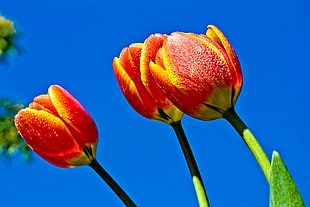 three red-and-yellow petaled flowers