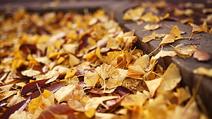 yellow dried leaves, tokyo, japan