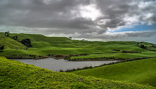 grass covered hill landscape, auckland HD wallpaper