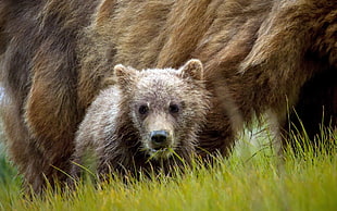 bear cub near mother bear HD wallpaper