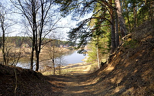 green and brown forest near on the river during daytime