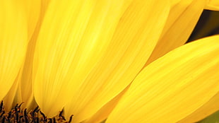 macro photography of yellow petal HD wallpaper