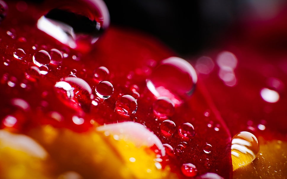 water drops macro shot photography HD wallpaper
