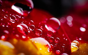 water drops macro shot photography