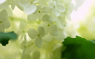 white Hydrangea flower in macro shot photography