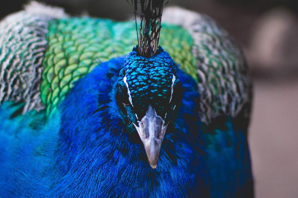 blue and green peacock HD wallpaper
